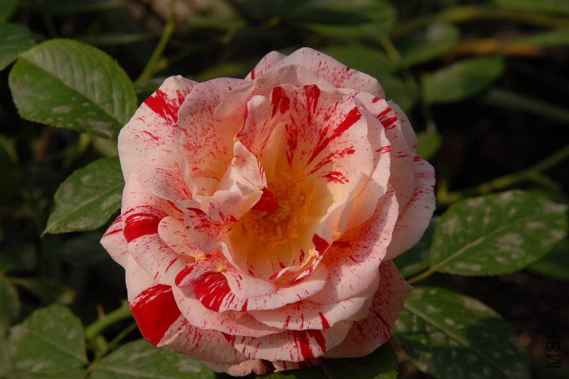 ASC_0260.jpg