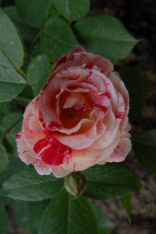 ASC_0226.jpg