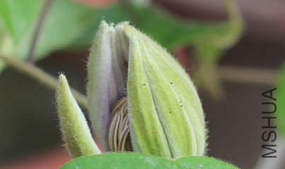 �ҵ�Լɪ�Ҿ�����һ�����ӵ�