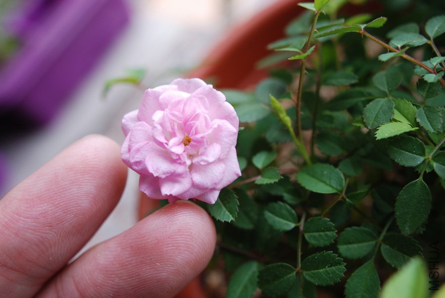 44DSC_8600.jpg