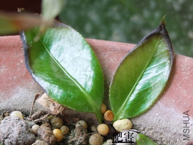 2011-04-11 �Ž� 005 (640x480).jpg