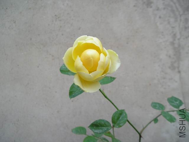 ������С P1010017.JPG
