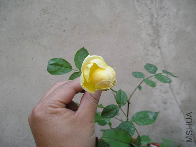 ������С P1010015.JPG