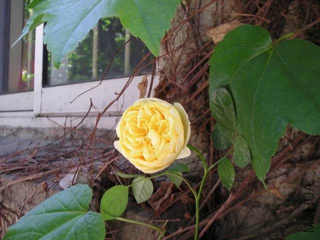 ������С P1010034.JPG