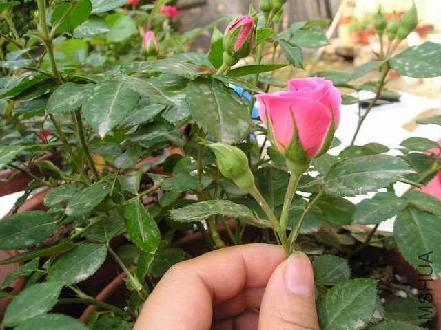 ������С P1010023.JPG