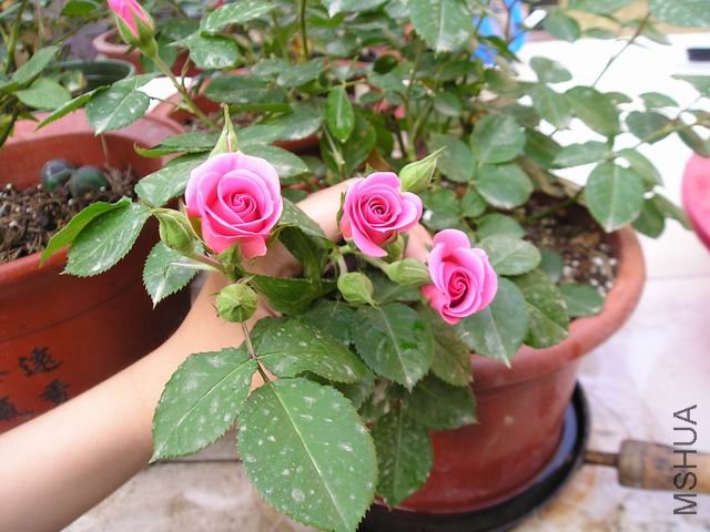 ������С P1010003.JPG