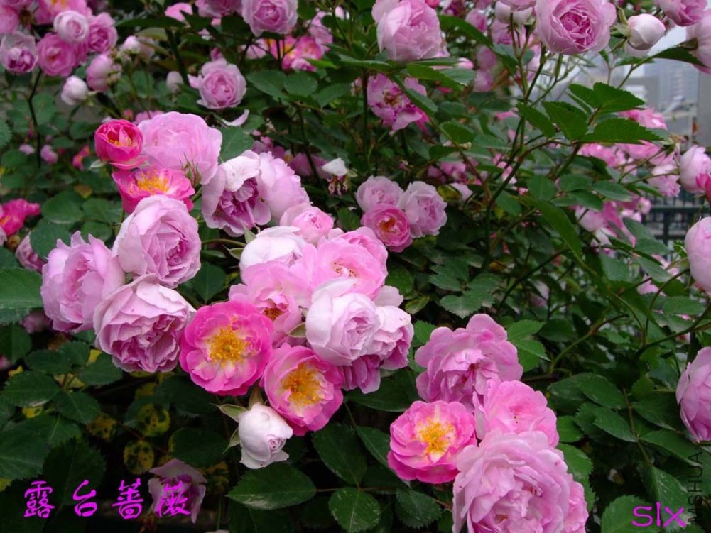 ¶̨Ǿޱ11-5-6f (5).jpg