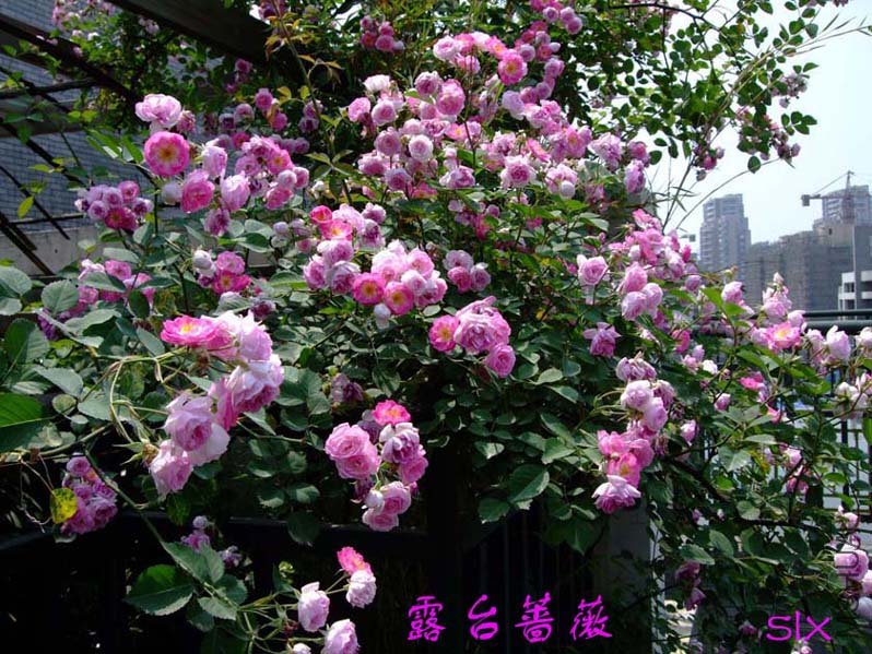 ¶̨Ǿޱ11-5-6f (4).jpg