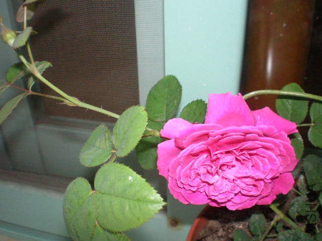 ɳ2000����һ�仨������һ�����Ƕ��ء�