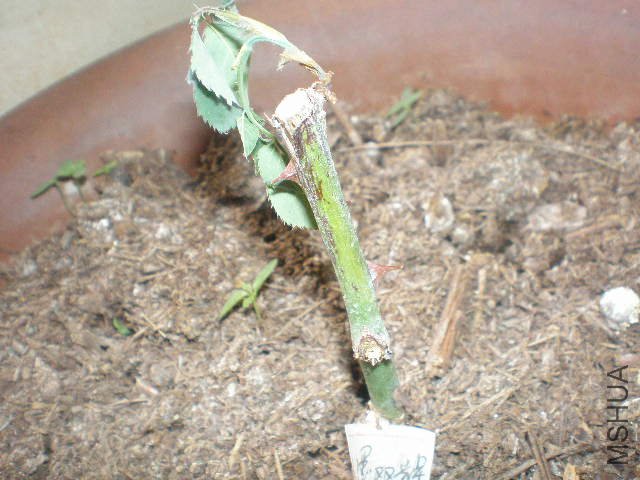 ��ī˫��Ҳ������