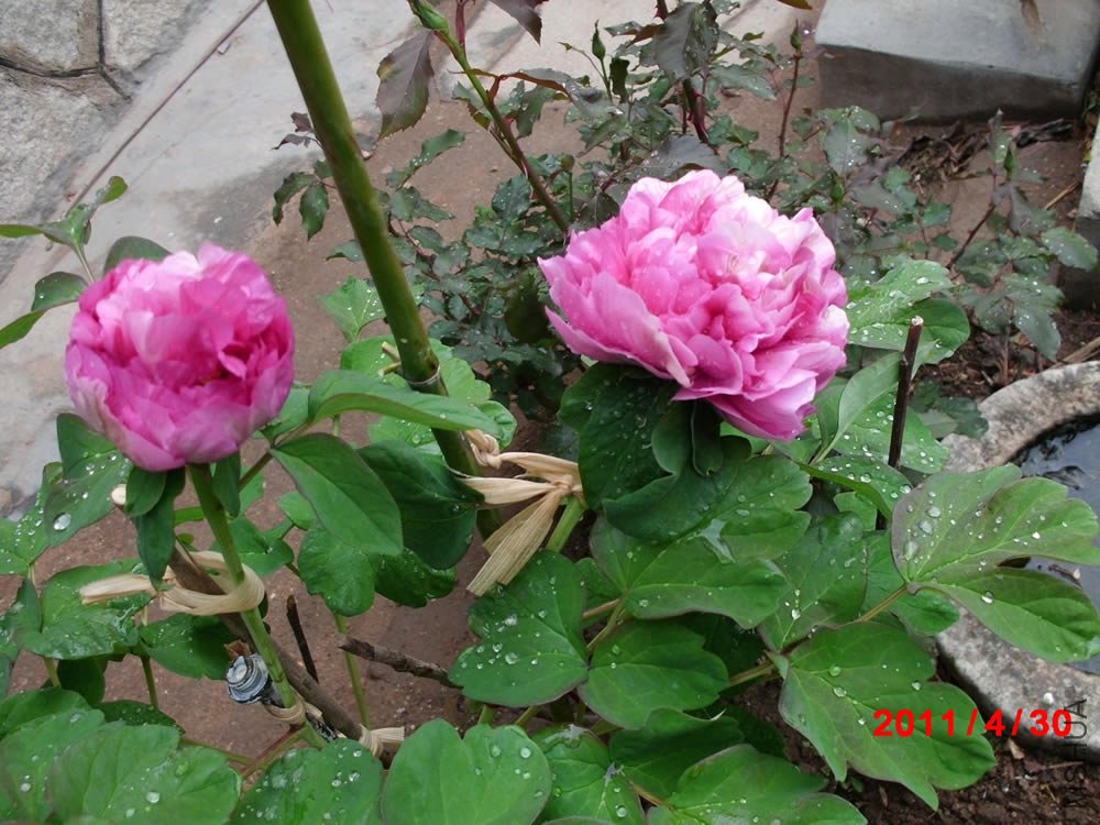 CIMG0432.jpg