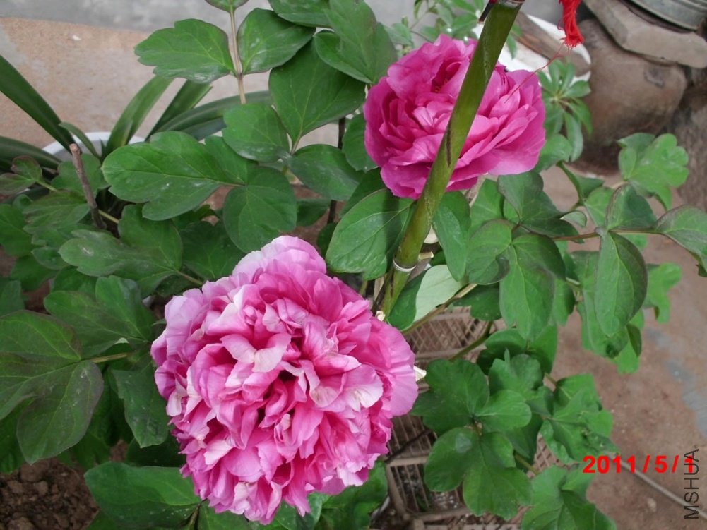 CIMG0435.jpg