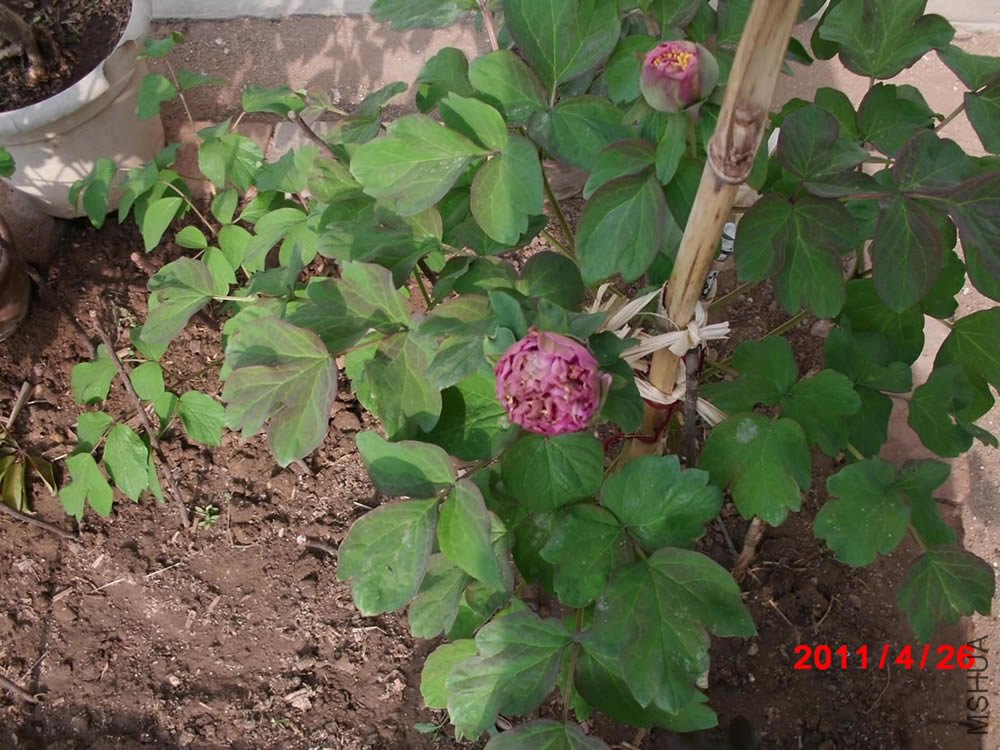 CIMG0403.jpg