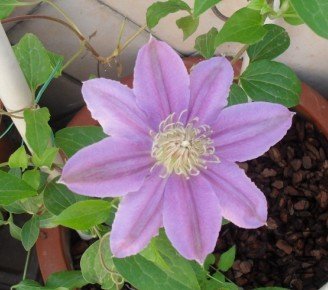 �����ɫ�Ƚ���ʵ