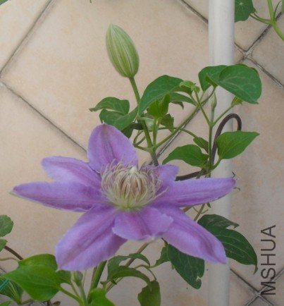 �����ɫ�е�ʧ��