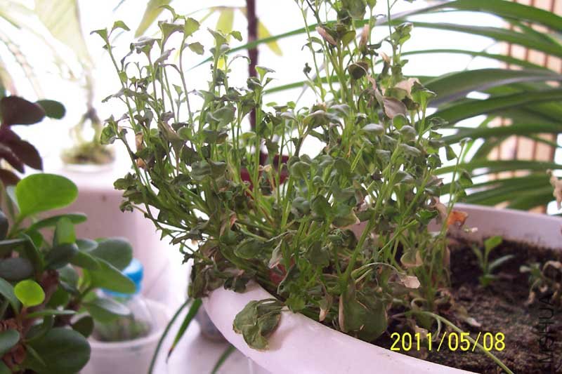 ��Ƭ 054a.jpg