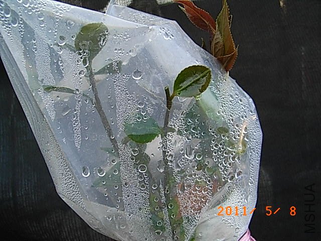 R0016526.JPG