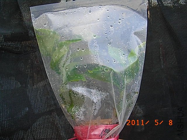 R0016518.JPG