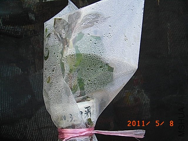 R0016521.JPG