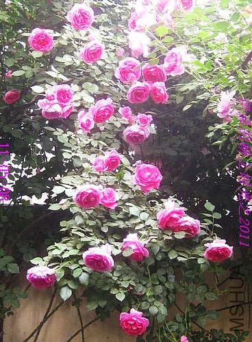 nEO_IMG_��Ƭ 050.jpg