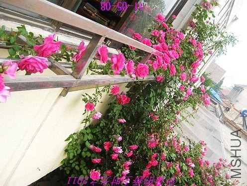 nEO_IMG_��Ƭ 037.jpg