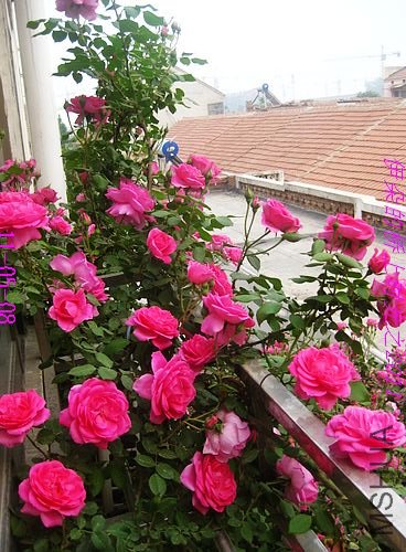 nEO_IMG_��Ƭ 034.jpg