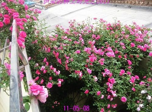 nEO_IMG_��Ƭ 038.jpg