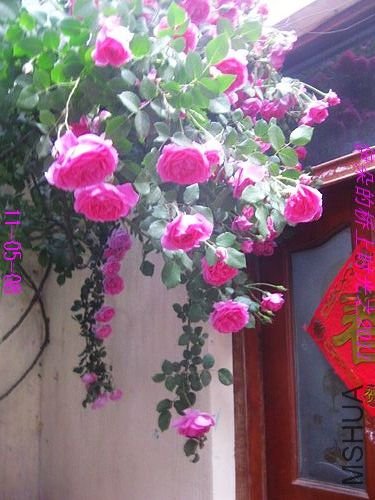 nEO_IMG_��Ƭ 116.jpg