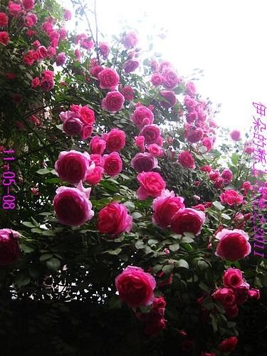 nEO_IMG_��Ƭ 111.jpg