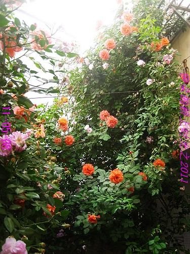 nEO_IMG_��Ƭ 061.jpg