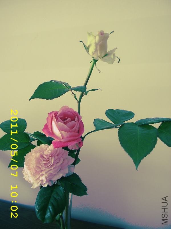 ��ת STA44153.JPG