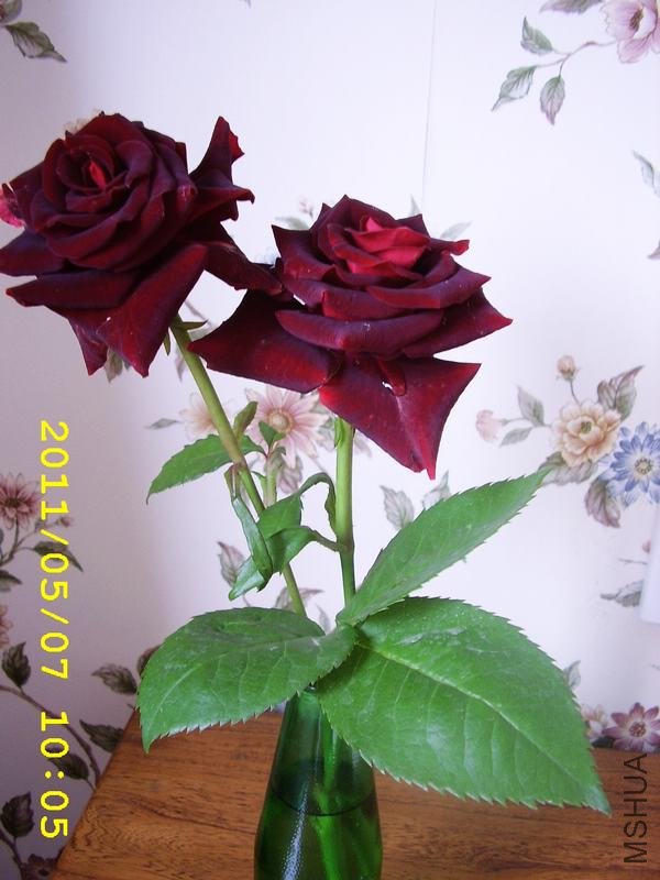 ��ת STA44160.JPG