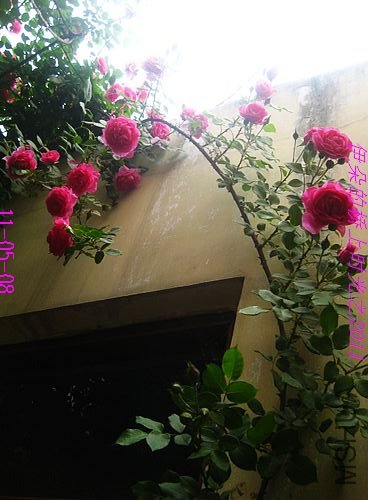 nEO_IMG_��Ƭ 064.jpg