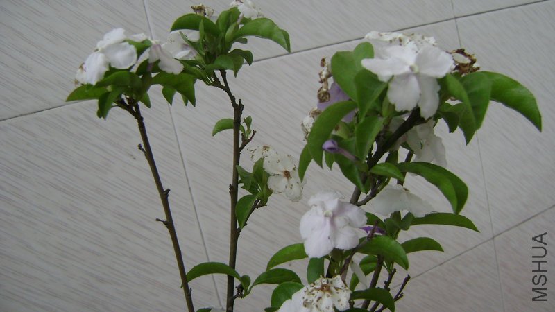 DSC03505.JPG