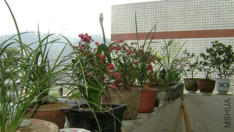 DSC03516.JPG