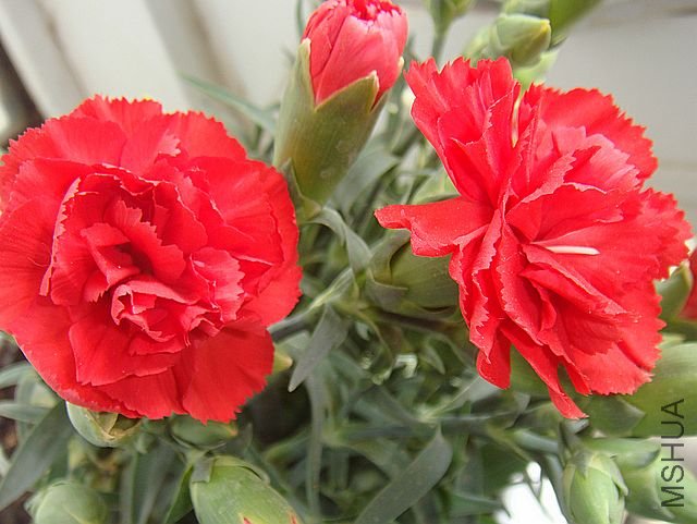 DSC01610.JPG