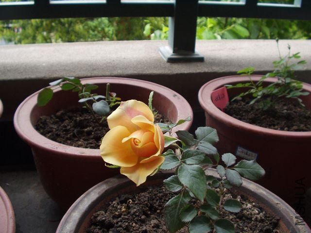 P1010002.JPG