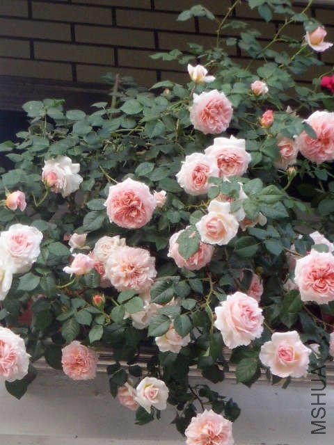 SSL14798.JPG
