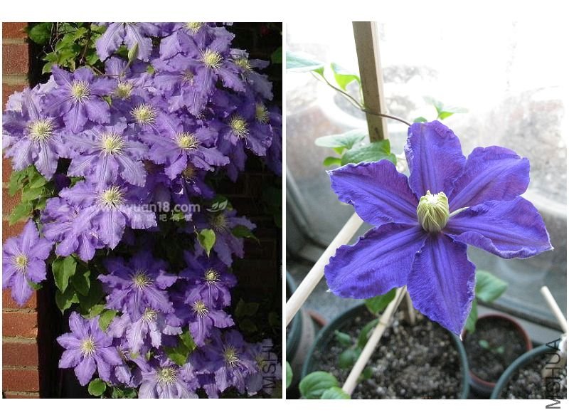 C0042N ����˹�ض�-�Ա�.jpg