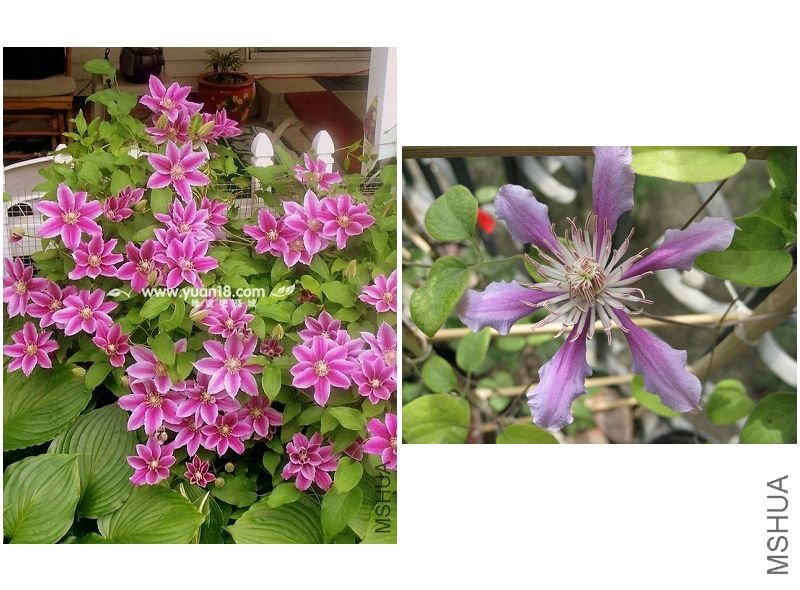 C0062N ³�����ʿ-�Ա�.jpg