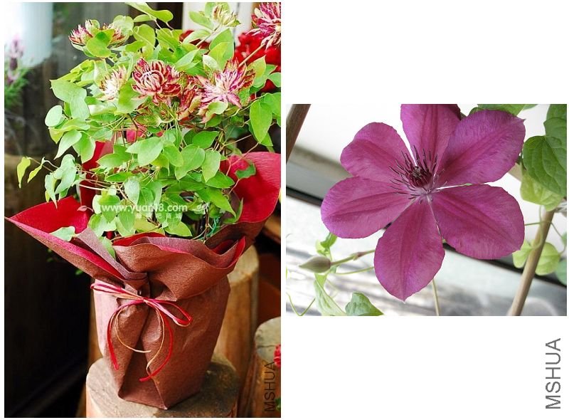 C0082N ����-�Ա�.jpg