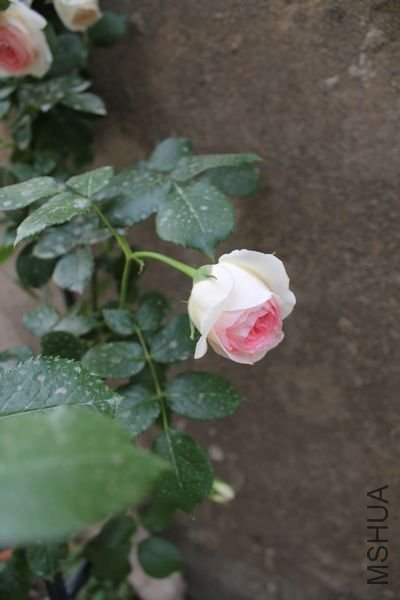 ��Ƭ 081.jpg