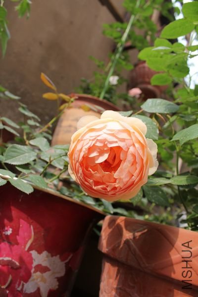 ��Ƭ 071.jpg