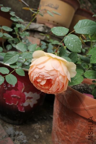 ��Ƭ 068.jpg