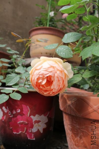 ��Ƭ 070.jpg