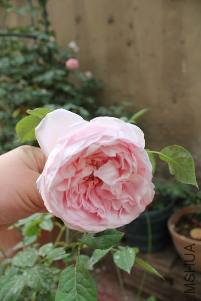 ��Ƭ 088.jpg