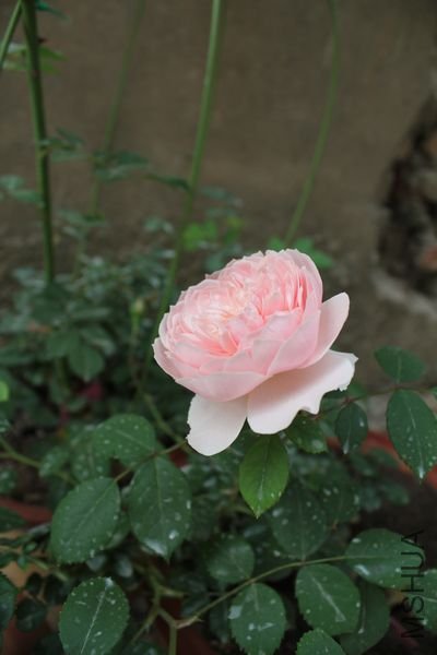 ��Ƭ 090.jpg