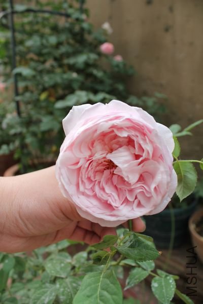 ��Ƭ 089.jpg