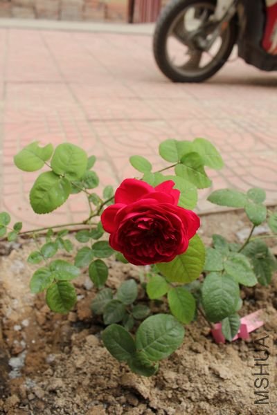 ��Ƭ 083.jpg
