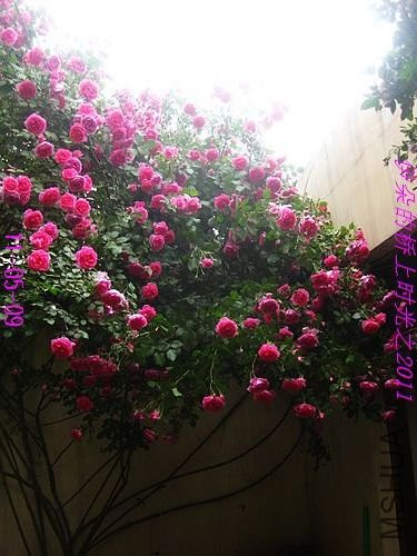 nEO_IMG_��Ƭ 273.jpg